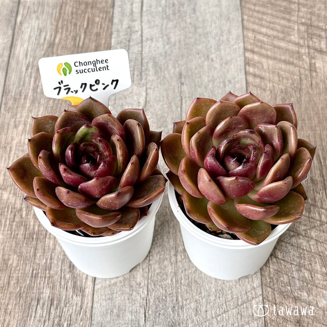 ＊新発売＊　ブラックピンク（チャンヒー農園）【tawawaハウス苗】