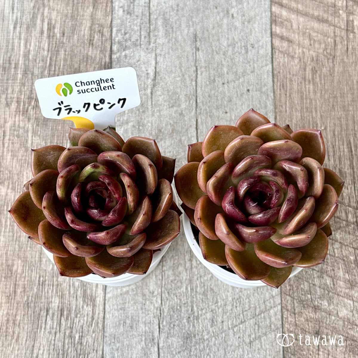 ＊新発売＊　ブラックピンク（チャンヒー農園）【tawawaハウス苗】