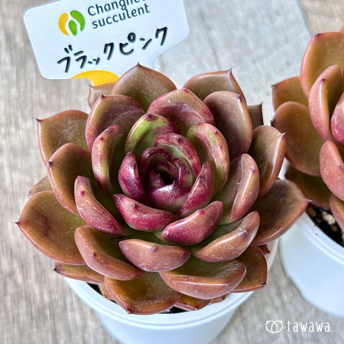 ＊新発売＊　ブラックピンク（チャンヒー農園）【tawawaハウス苗】