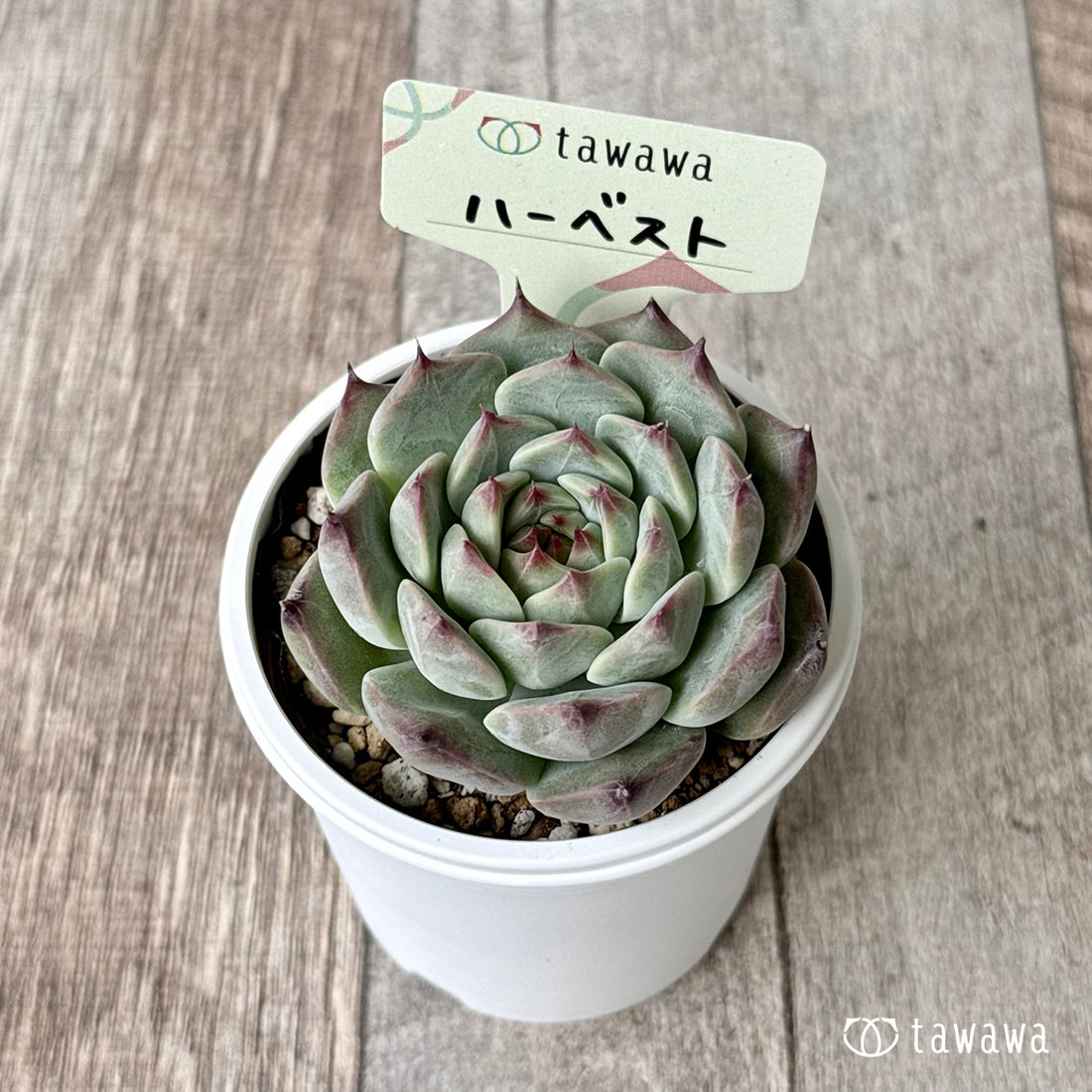 New Arrivals: Ice Green