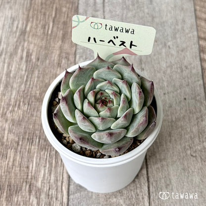 New Arrivals: Ice Green