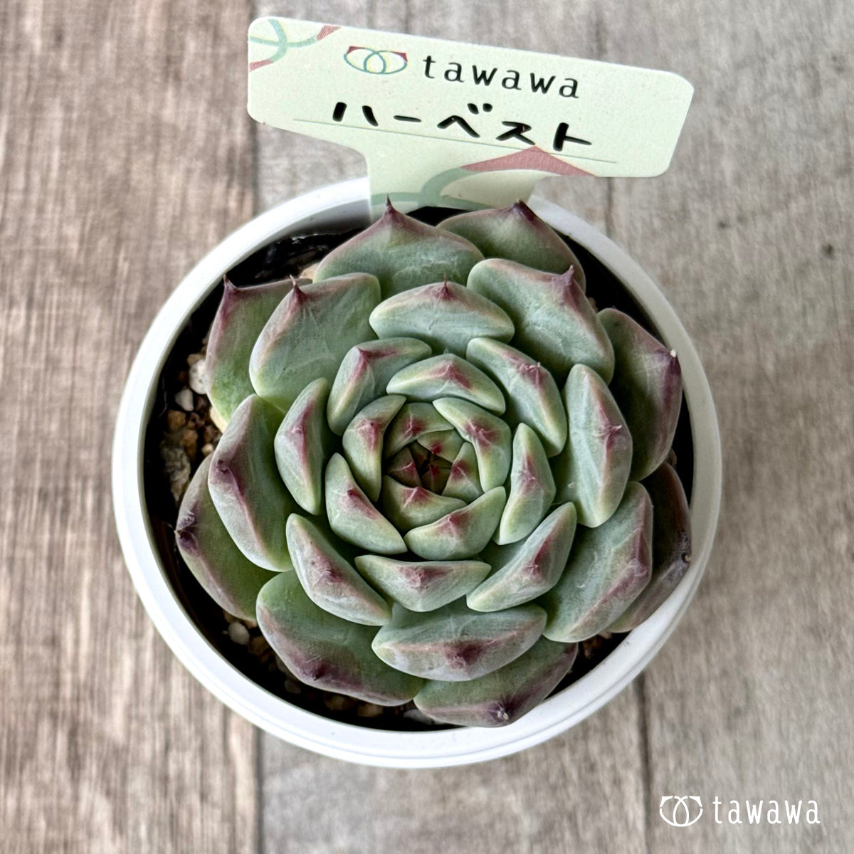 New Arrivals: Ice Green