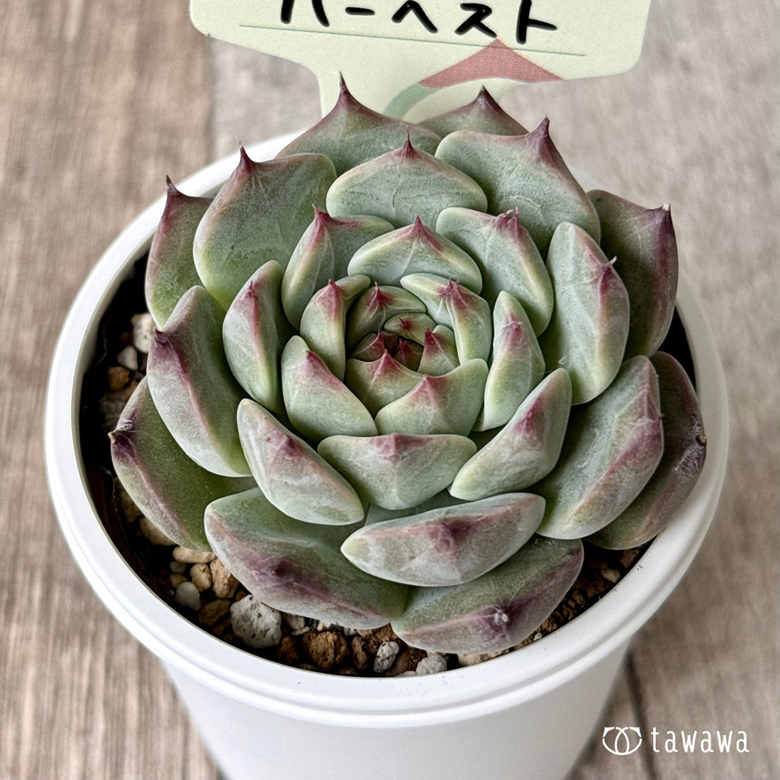 New Arrivals: Ice Green