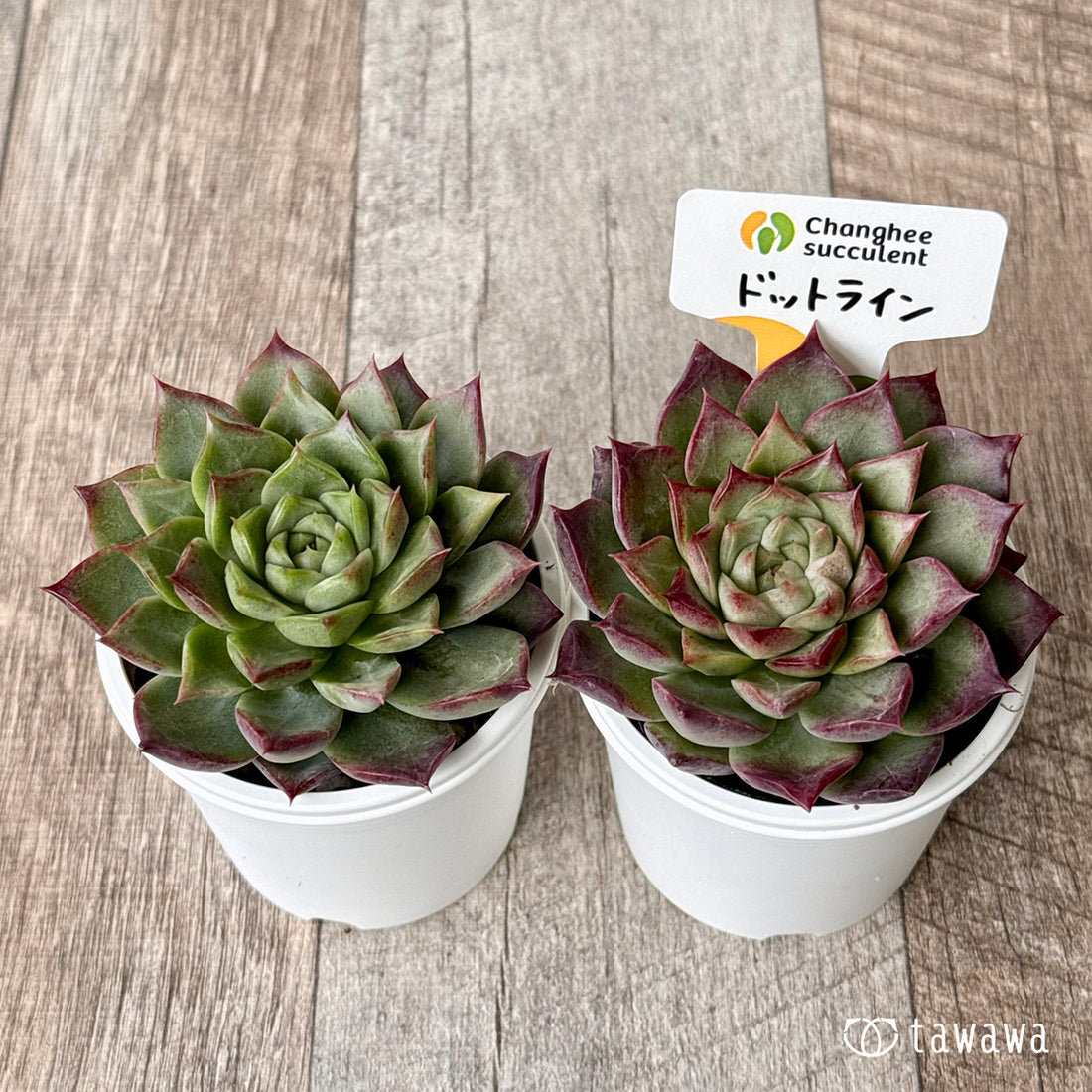 ＊新発売＊　ドットライン（チャンヒー農園）【tawawaハウス苗】