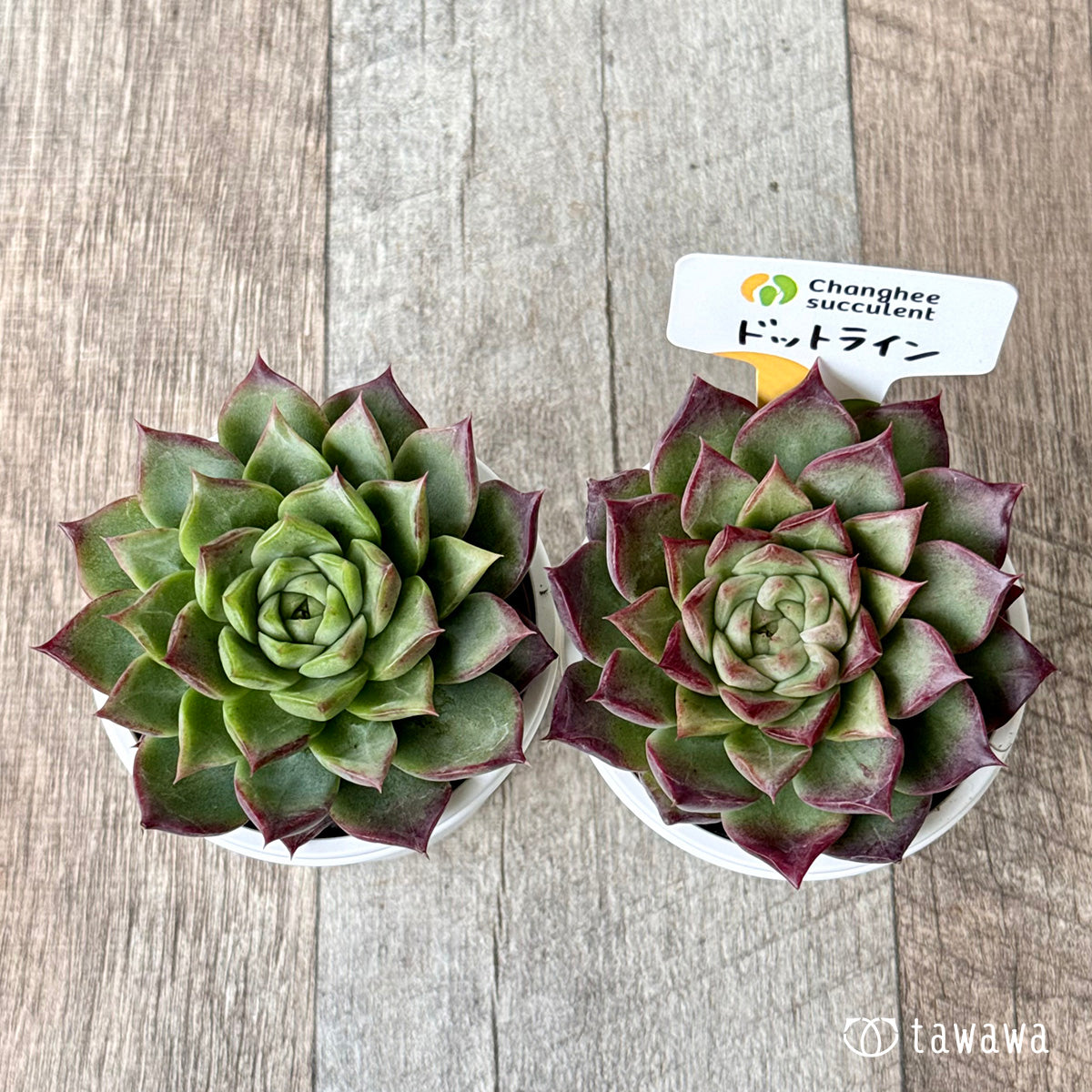 ＊新発売＊　ドットライン（チャンヒー農園）【tawawaハウス苗】