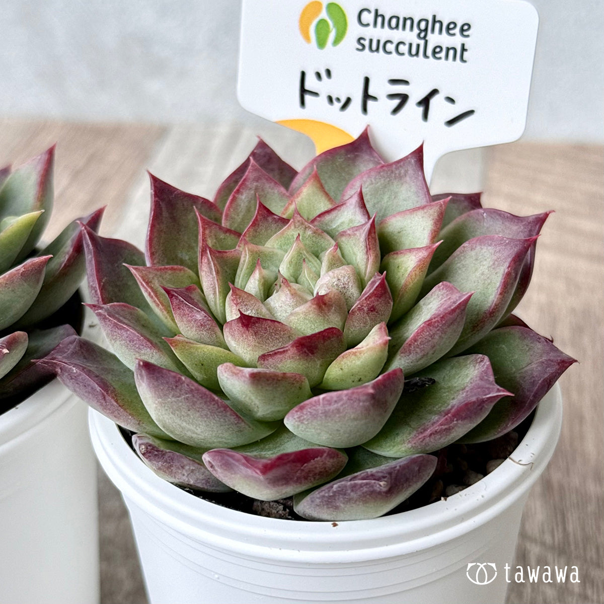 ＊新発売＊　ドットライン（チャンヒー農園）【tawawaハウス苗】