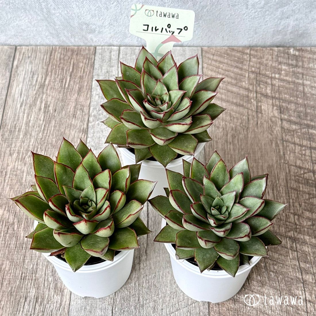 コルパップ(エアーマジック農園)【tawawaハウス苗】