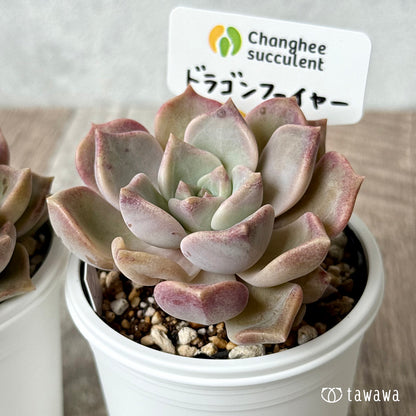 ＊新発売＊　ドラゴンファイヤー　（チャンヒー農園）【tawawaハウス苗】