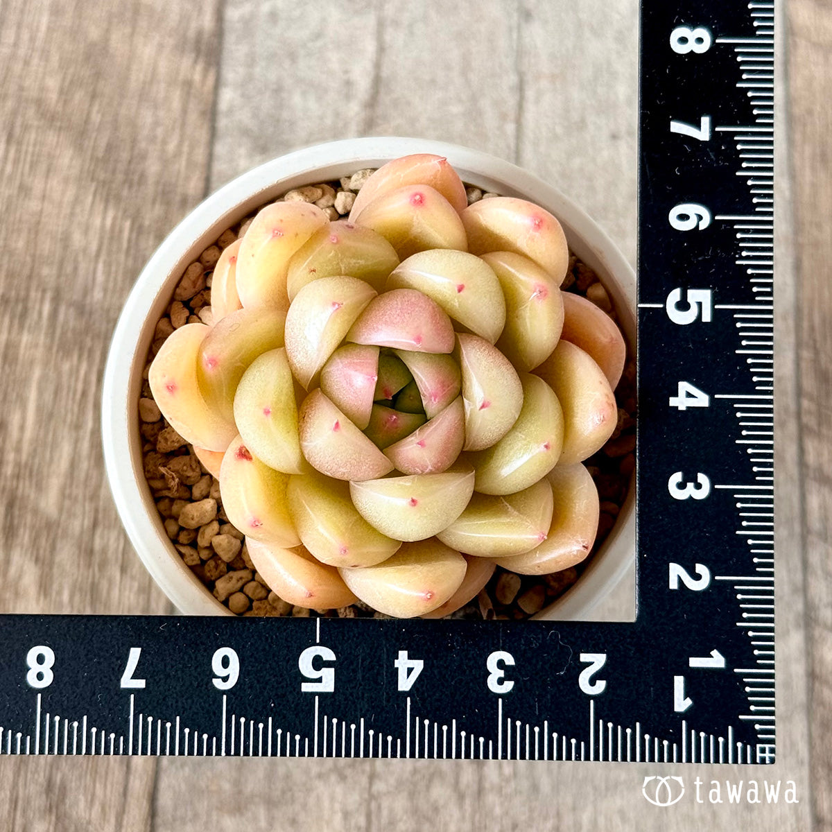 Margunai (Hanamura Farm Seedlings)