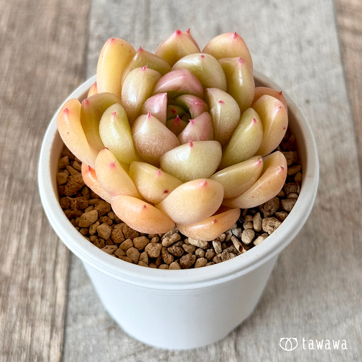 Margunai (Hanamura Farm Seedlings)