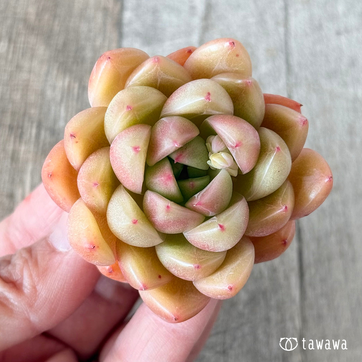 Margunai (Hanamura Farm Seedlings)