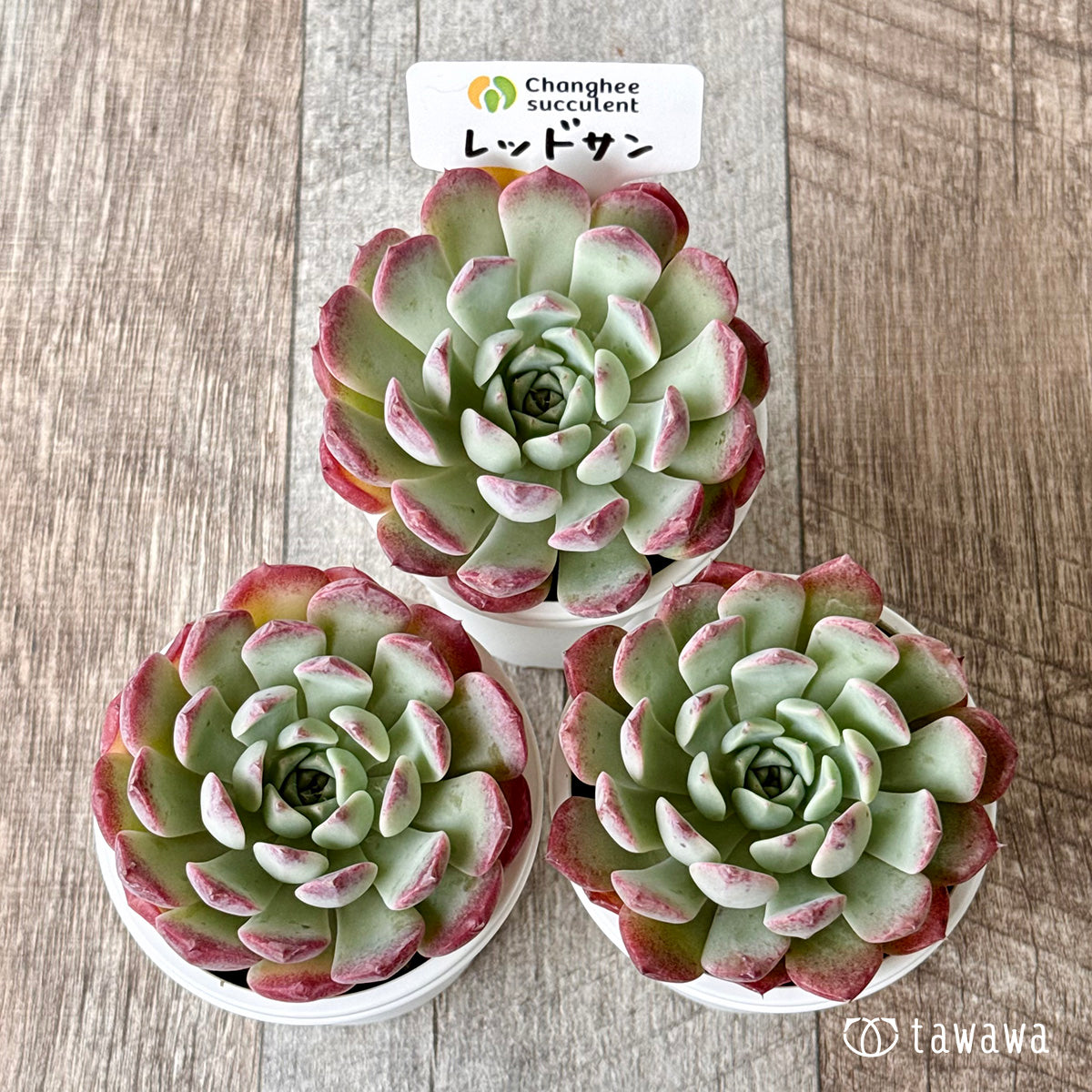 New Arrivals: Ice Green