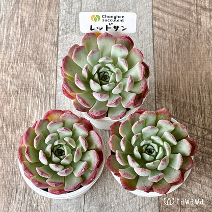 New Arrivals: Ice Green