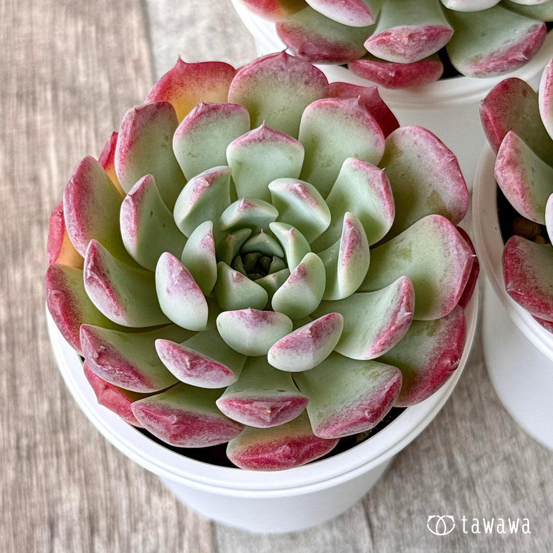 New Arrivals: Ice Green