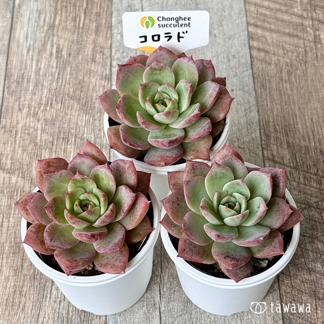 ＊新発売＊　コロラド（チャンヒー農園）【tawawaハウス苗】
