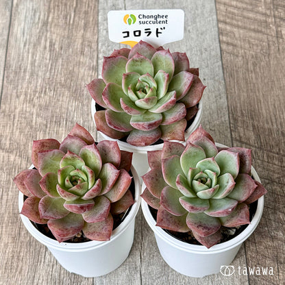＊新発売＊　コロラド（チャンヒー農園）【tawawaハウス苗】