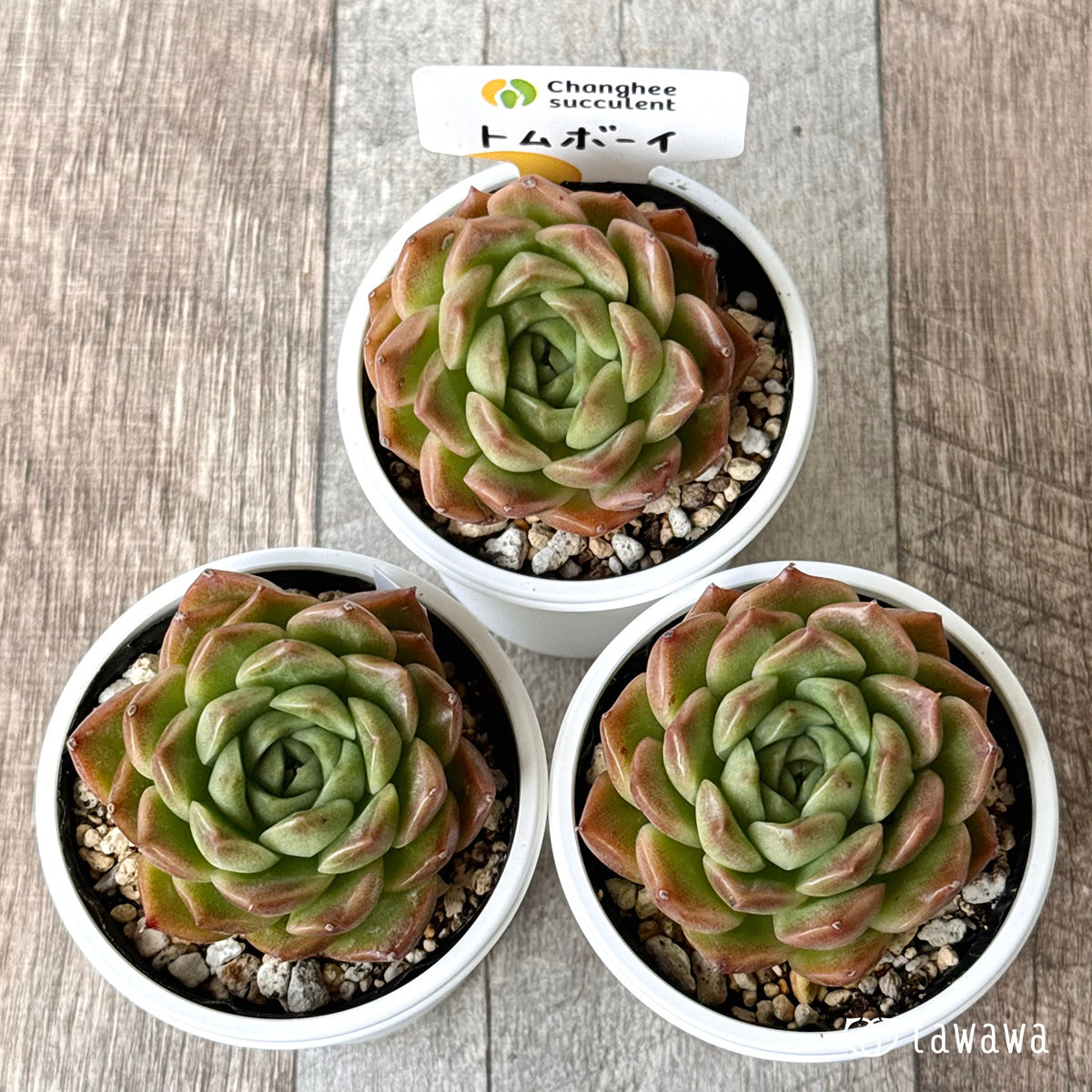 New Arrivals: Ice Green