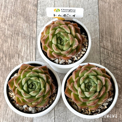 New Arrivals: Ice Green