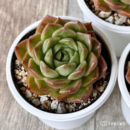 New Arrivals: Ice Green