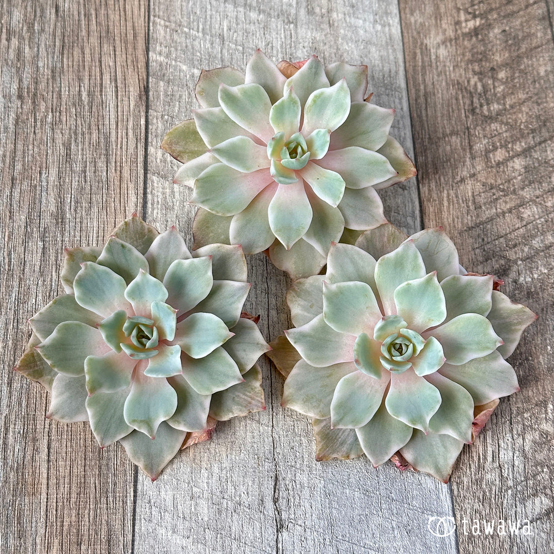 Silver Queen Nishiki