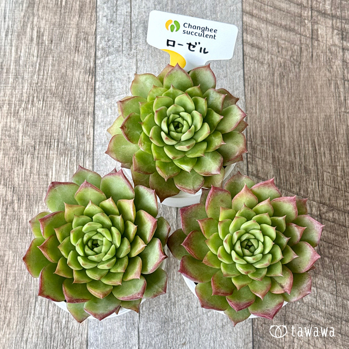 New Arrivals: Ice Green