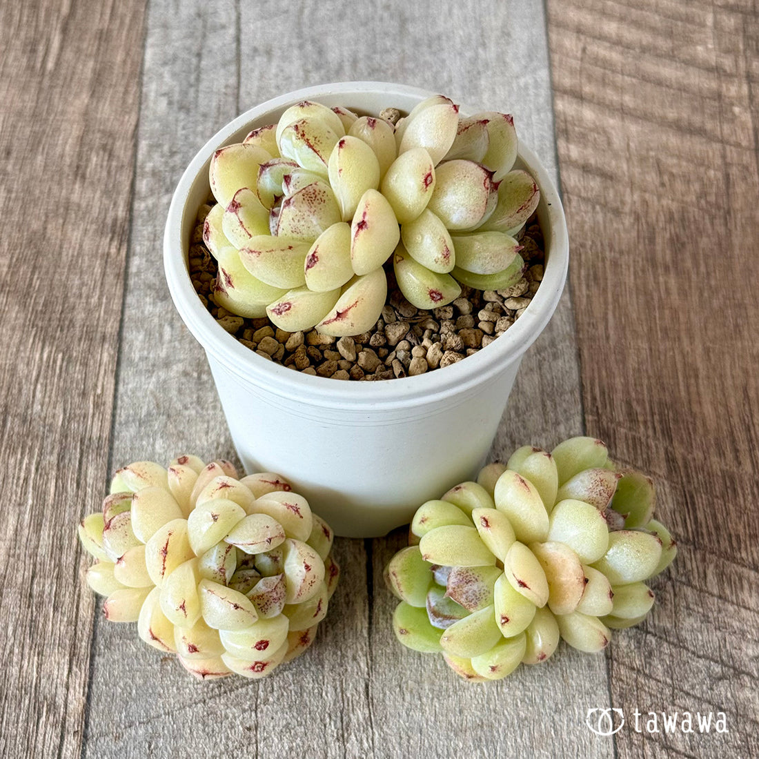 プラムチーク【双頭苗】(花村農園苗)