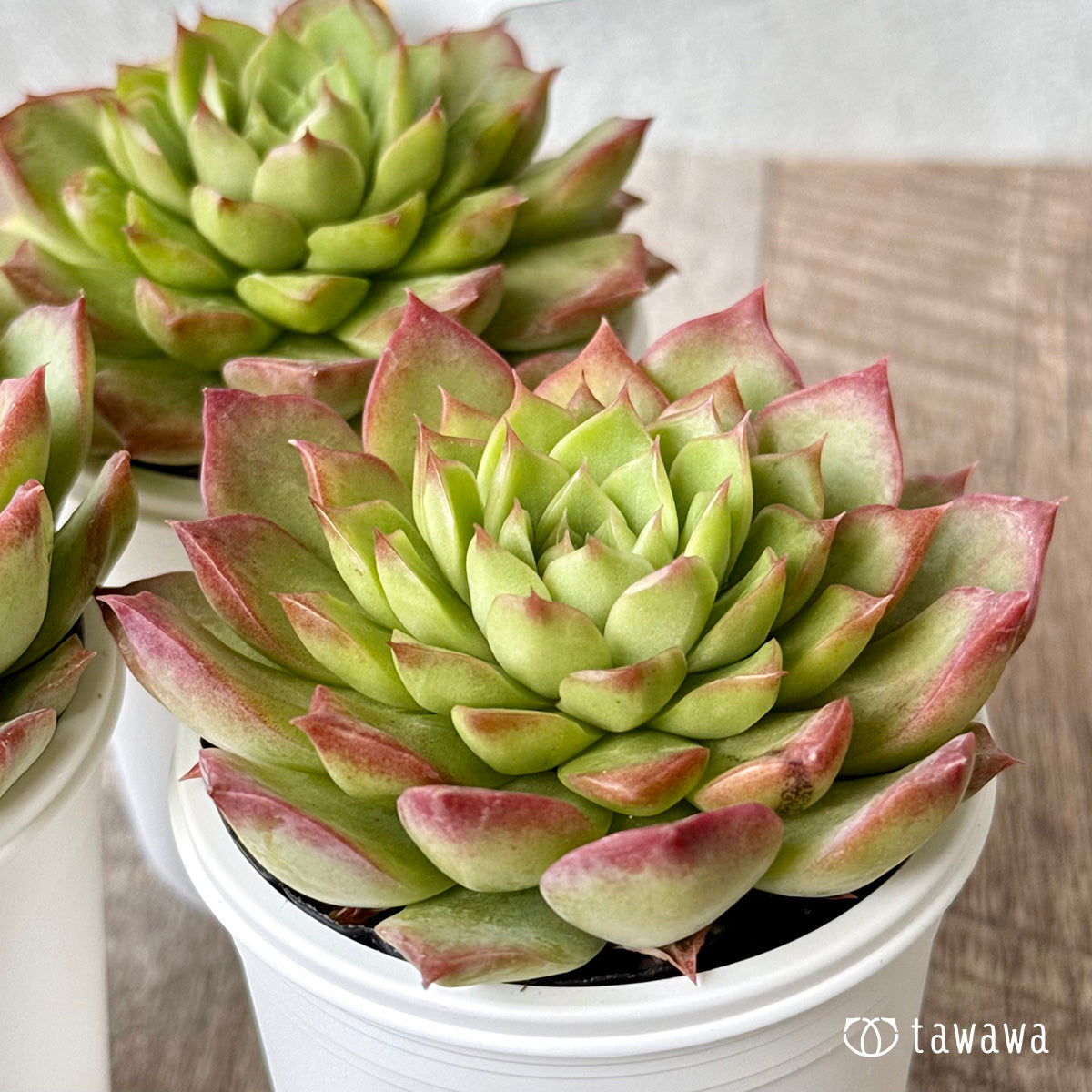 New Arrivals: Ice Green