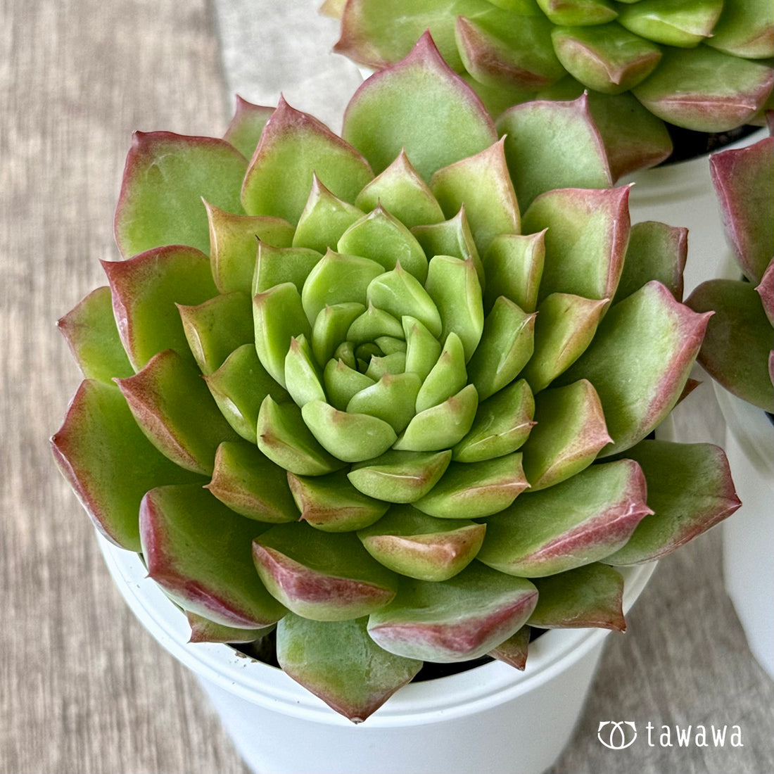 New Arrivals: Ice Green
