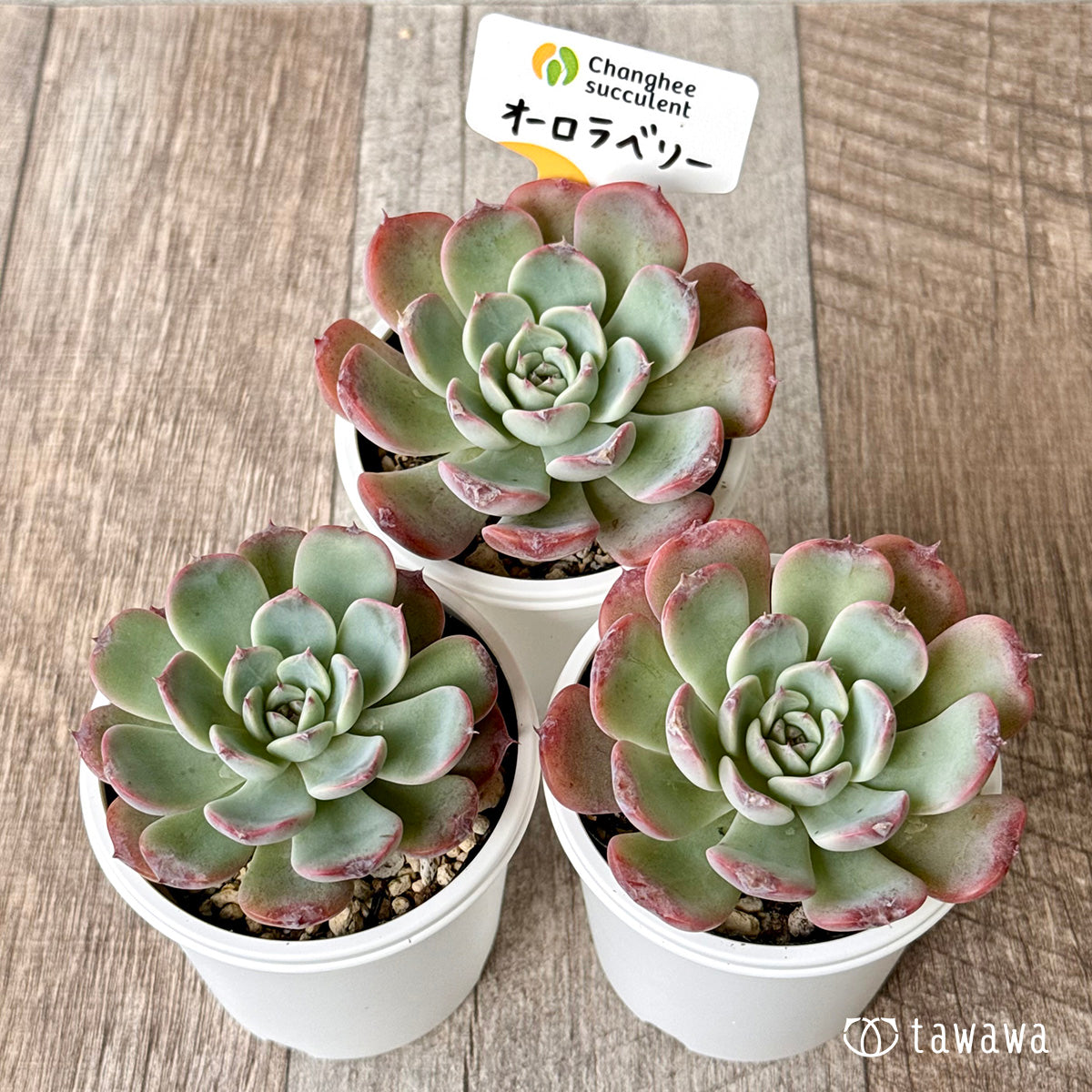 pink-rose様　多肉植物棚　GAI-80SZ1 pink-rose様 多肉植物棚 GAI-80SZ1 9a9a8962a1f2feeaa694029a01c87f