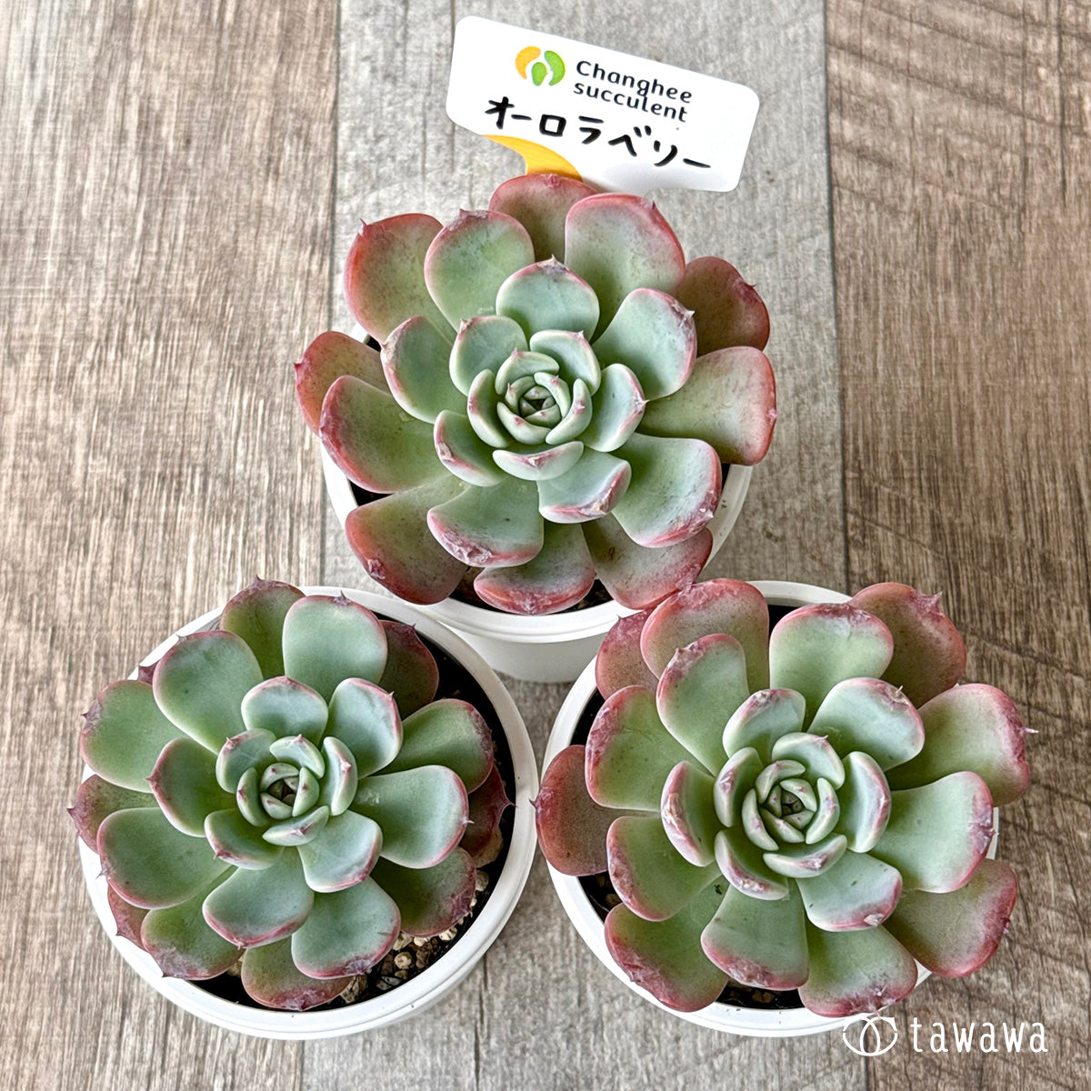 ＊新発売＊　オーロラベリー（チャンヒー農園）【tawawaハウス苗】