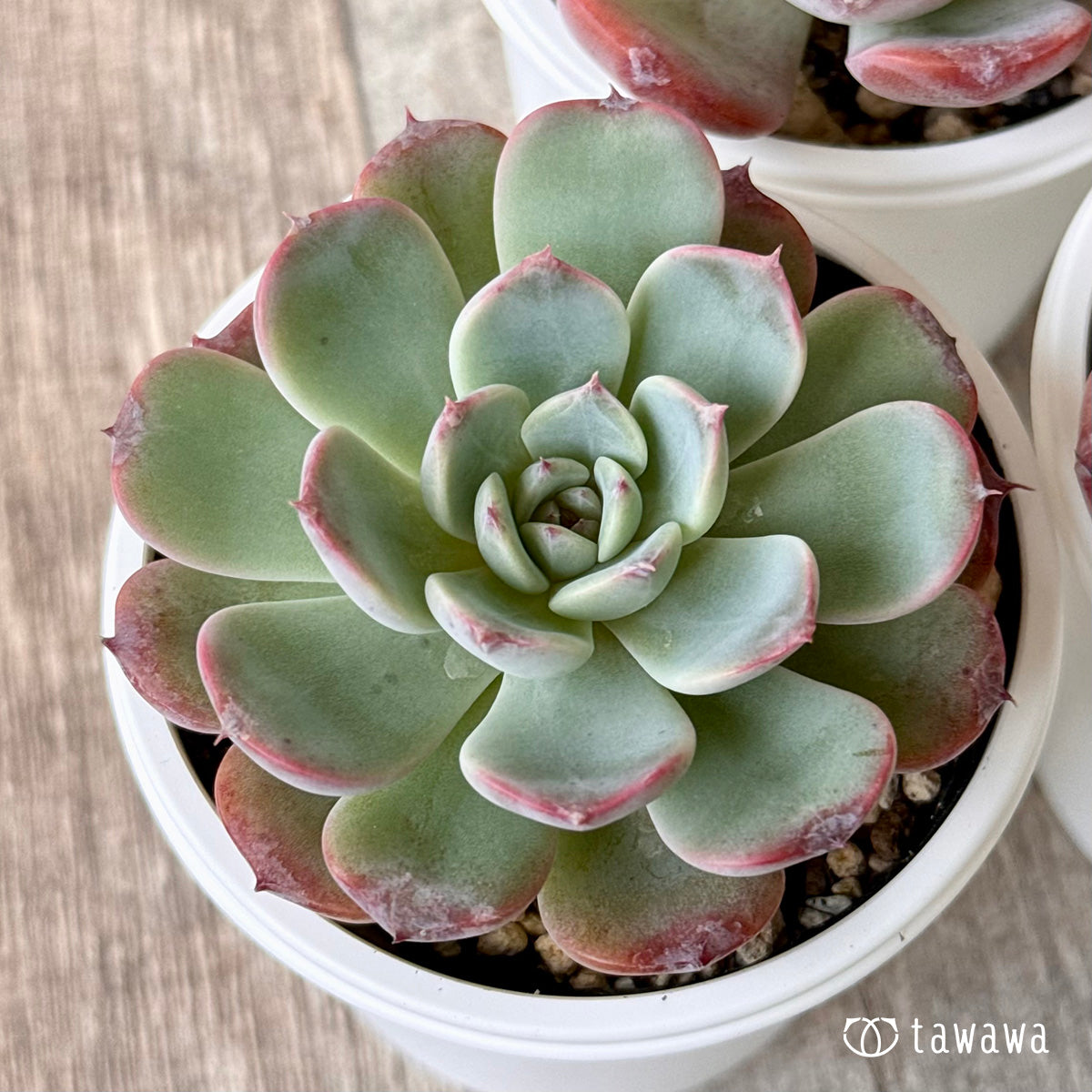 韓国苗 １００苗ちびちゃん詰め合わせ！多肉植物 MIX苗【多肉植物説明書】付き 韓国苗 100苗ちびちゃん詰め合わせ！多肉植物 MIX苗【多肉