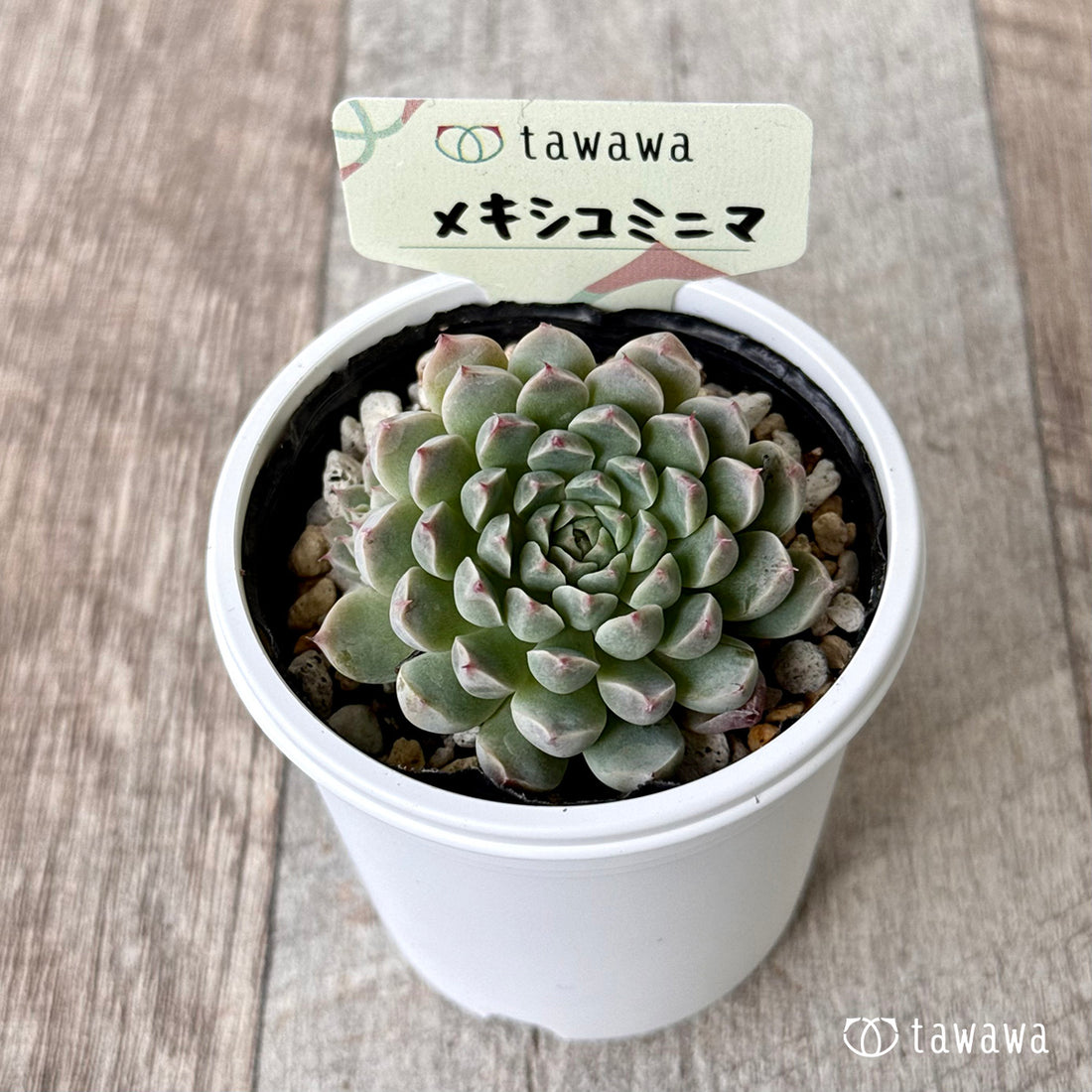 ＊新発売＊　メキシコミニマ【tawawaハウス苗】