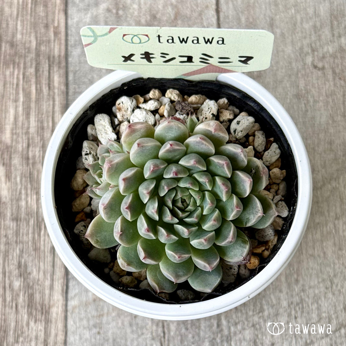 ＊新発売＊　メキシコミニマ【tawawaハウス苗】