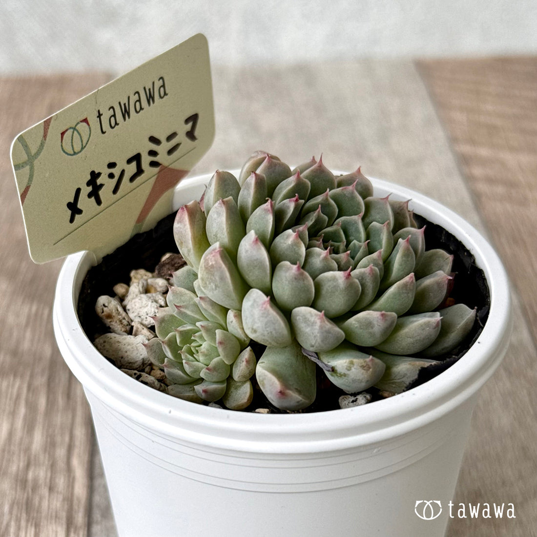 ＊新発売＊　メキシコミニマ【tawawaハウス苗】