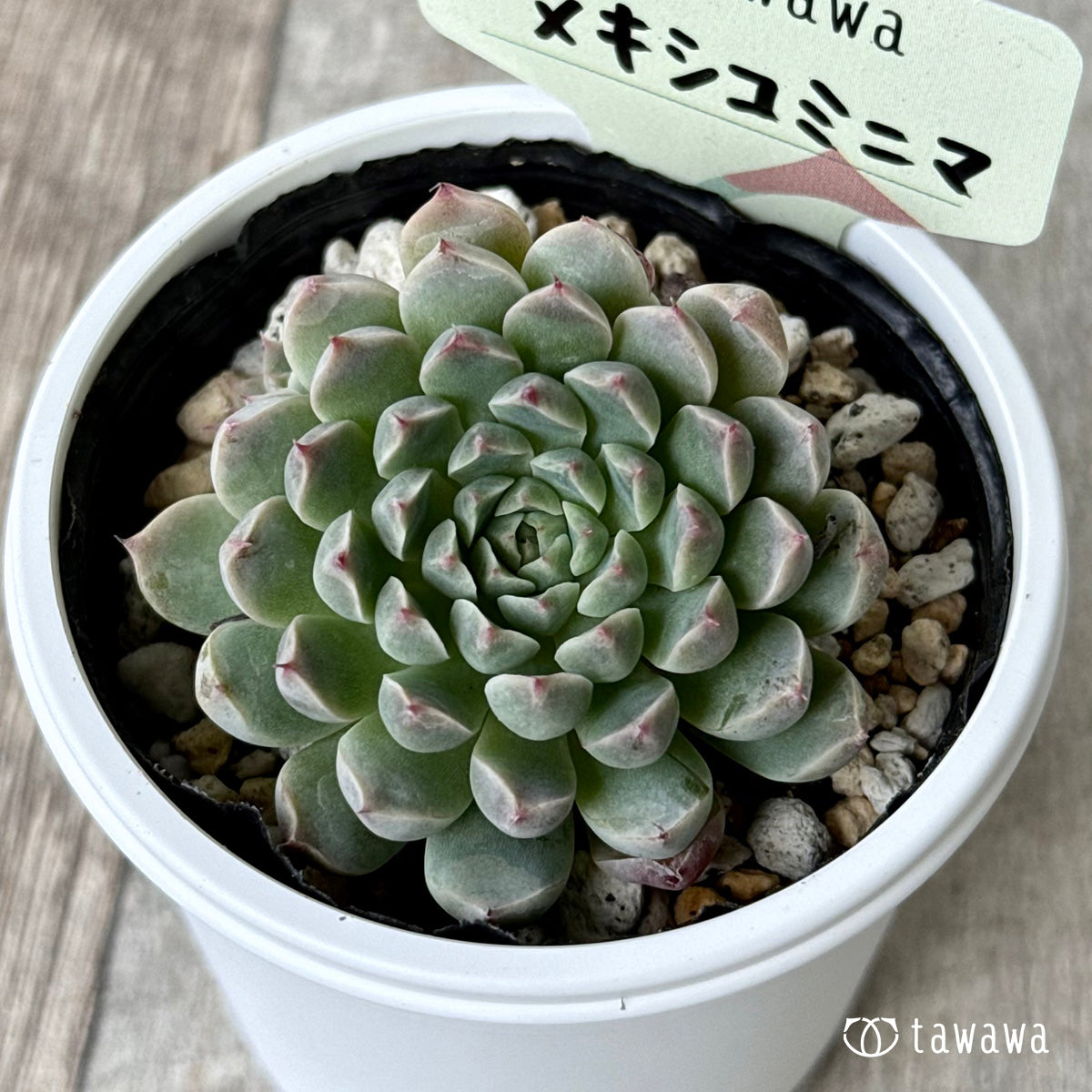＊新発売＊　メキシコミニマ【tawawaハウス苗】
