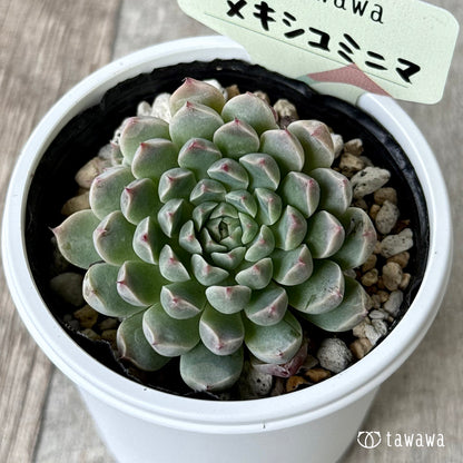 ＊新発売＊　メキシコミニマ【tawawaハウス苗】