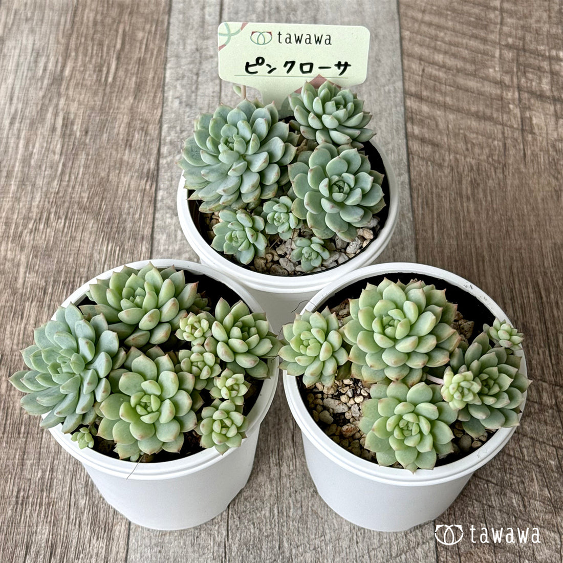 ＊新発売＊　ピンクローサ（エアーマジック農園）【tawawaハウス苗】