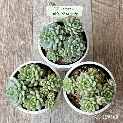 ＊新発売＊　ピンクローサ（エアーマジック農園）【tawawaハウス苗】