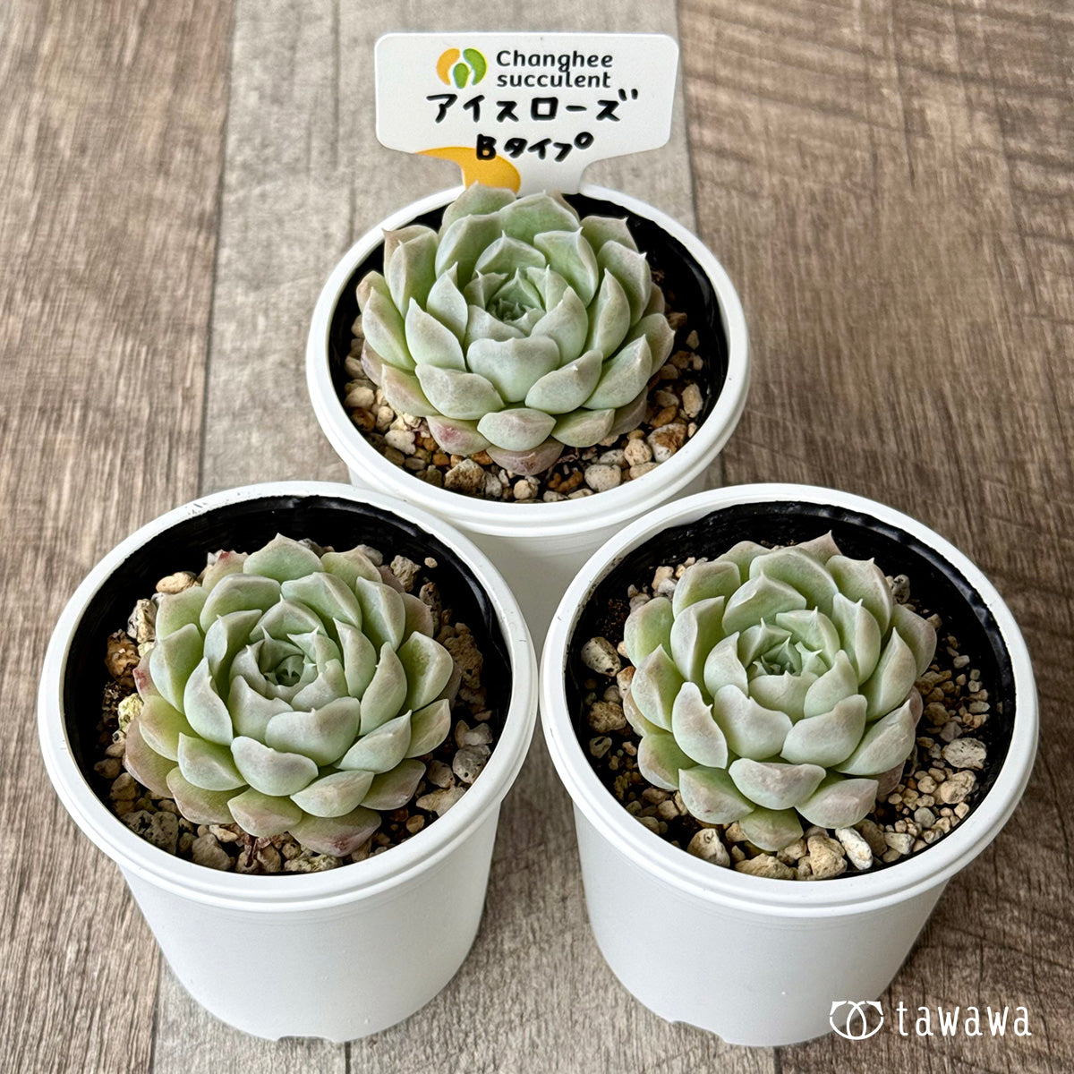 @Rabbit.Echeveria出品 Rabbit.Echeveria出品 Echeveria 'Chubby Bunny' 2