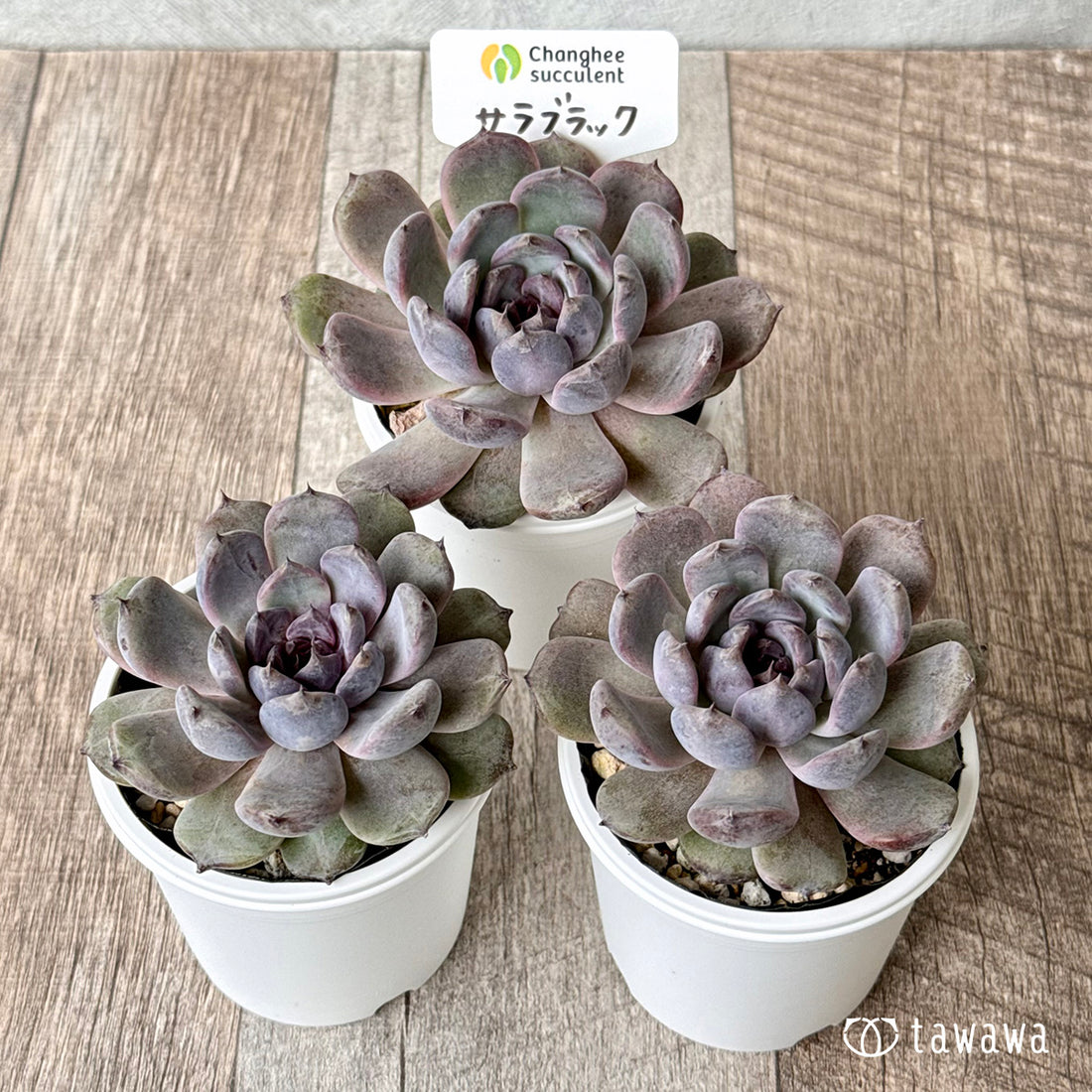 サラブラック(チャンヒー農園)【tawawaハウス苗】