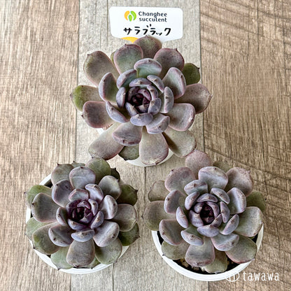＊新発売＊　サラブラック（チャンヒー農園）【tawawaハウス苗】