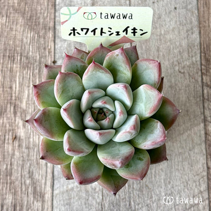 ＊新発売＊　ホワイトシェイキン（エアーマジック農園）【tawawaハウス苗】