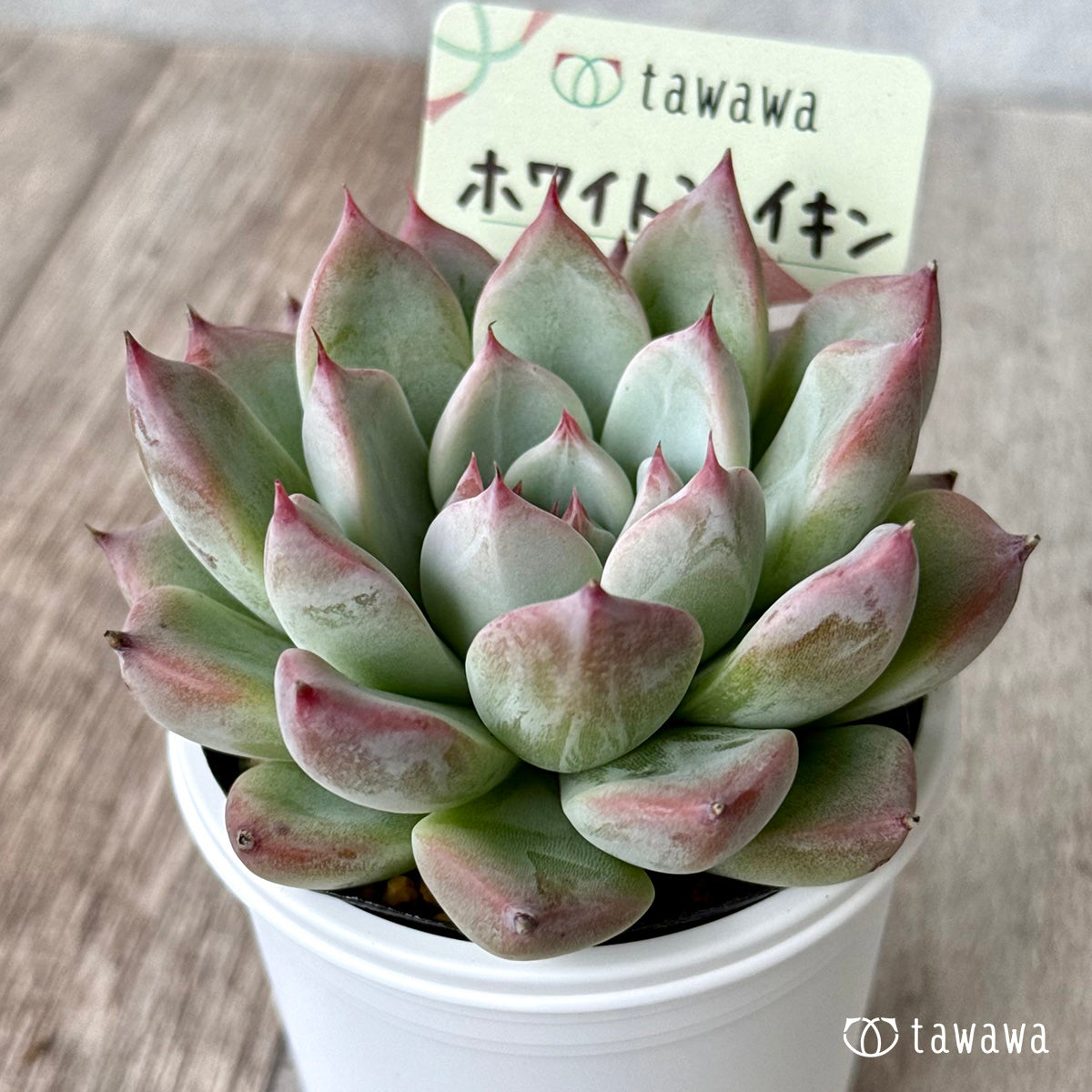 ＊新発売＊　ホワイトシェイキン（エアーマジック農園）【tawawaハウス苗】