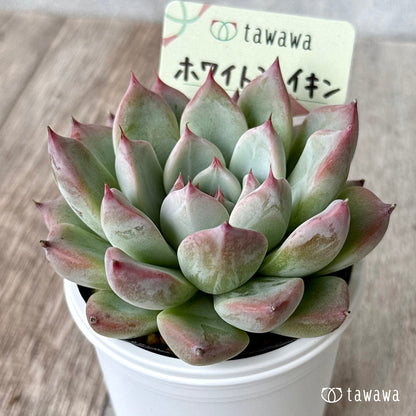 ＊新発売＊　ホワイトシェイキン（エアーマジック農園）【tawawaハウス苗】