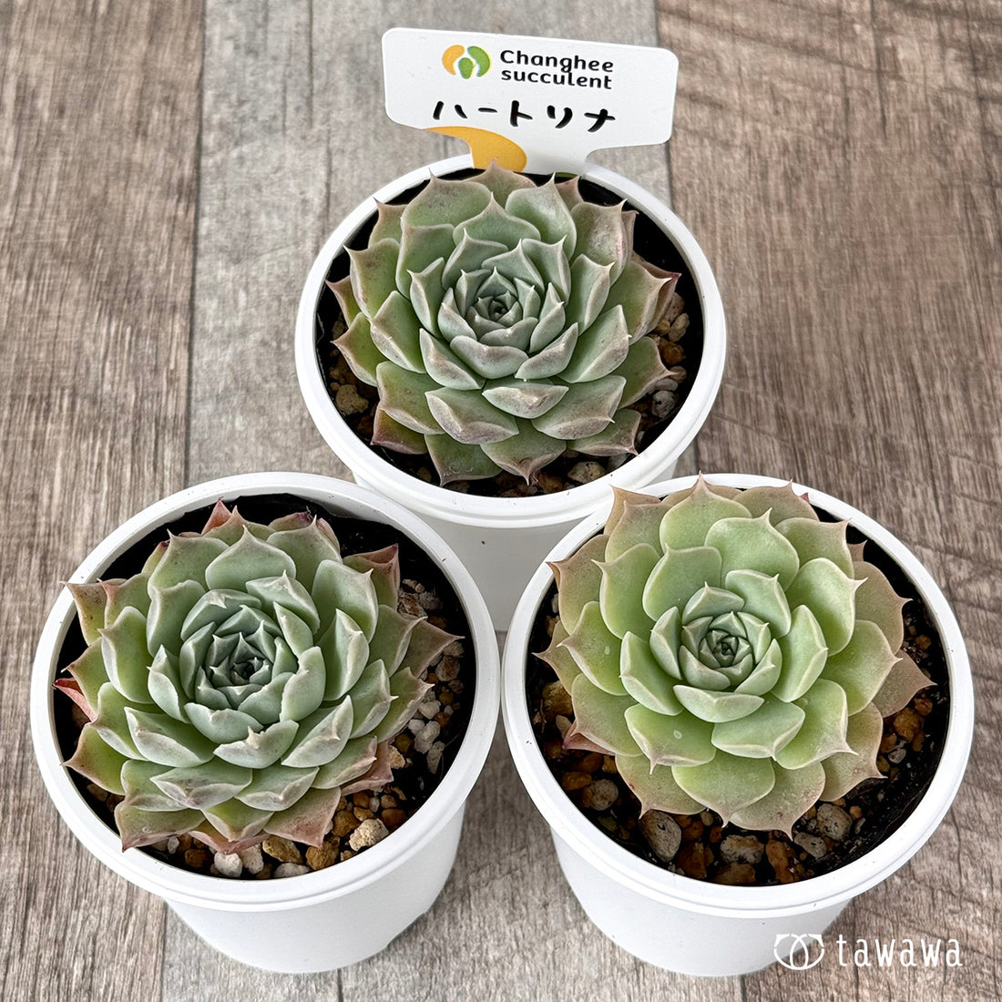 ＊新発売＊　ハートリナ（チャンヒー農園）【tawawaハウス苗】