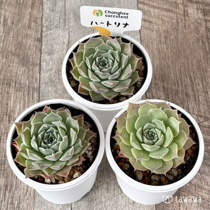 ＊新発売＊　ハートリナ（チャンヒー農園）【tawawaハウス苗】