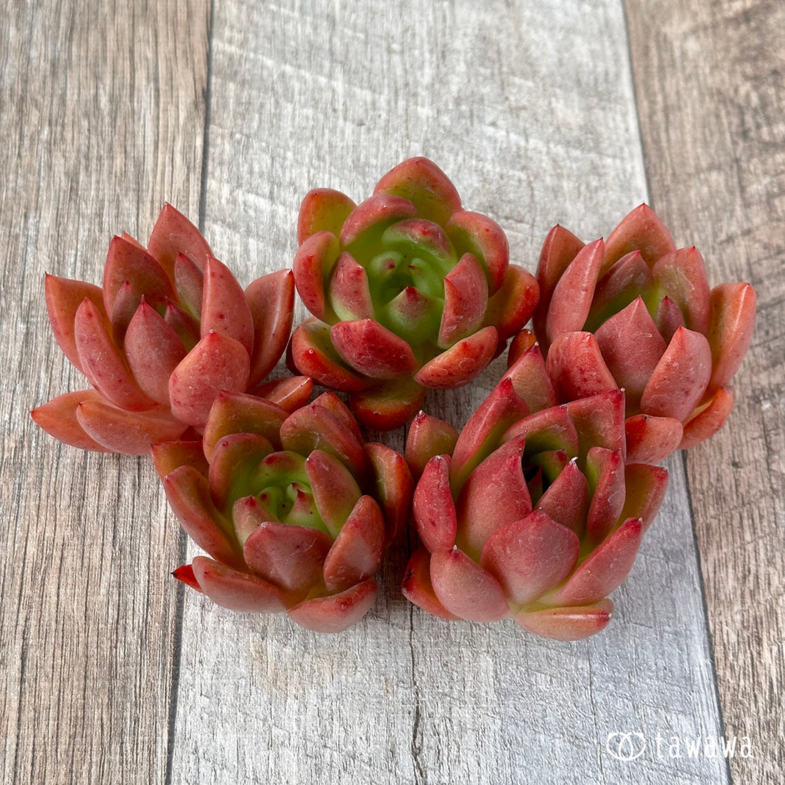 New Arrival* Cubic Frost