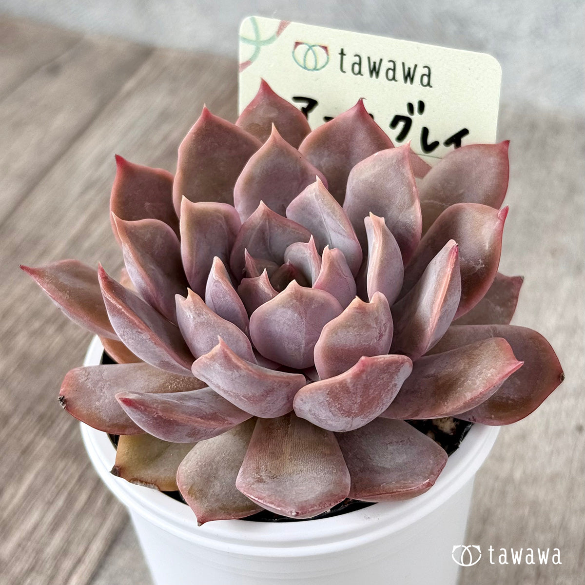 Koroki