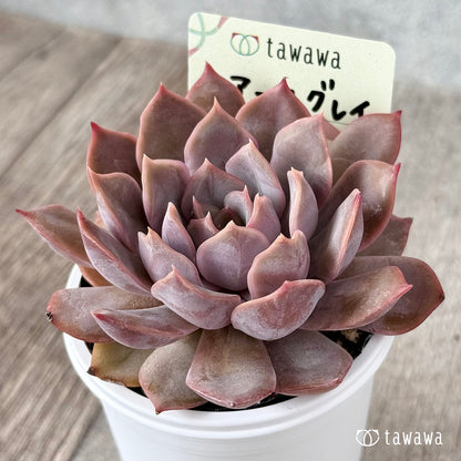 Koroki