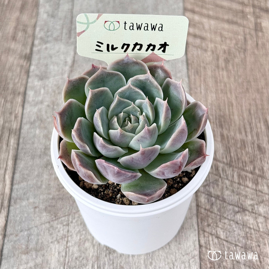 ＊新発売＊　ミルクカカオ【tawawaハウス苗】